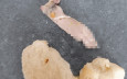 初生嬰食大蒜麵包竟驚現老鼠腳  調查結果出人意表⋯⋯
