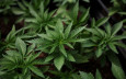 大麻将被重新归类   拜登提案定为低风险药物