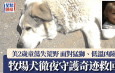 美2歲童迷失荒野 走11公里被機靈牧場犬發現 奇迹帶回安全地
