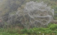 福建山坡被「蜘蛛網」覆蓋嚇親村民  林業局：料毛毛蟲吐絲危害不大︱有片