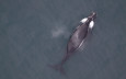 全球不足40條   加州海岸驚現瀕危北太平洋露脊鯨