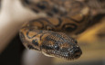 生命奇蹟｜雄性巨蛇竟無性繁殖誕14小蛇  震驚爬蟲專家