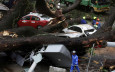天降巨木｜吉隆坡市中心大樹倒塌壓毀17架車 1死1傷｜有片