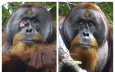 全球首例 | 紅毛猩猩懂用草藥治傷口  印尼科學家首發現