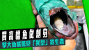 Juicy叮｜買高檔魚做刺身 擘大魚嘴驚見「異型」寄生蟲