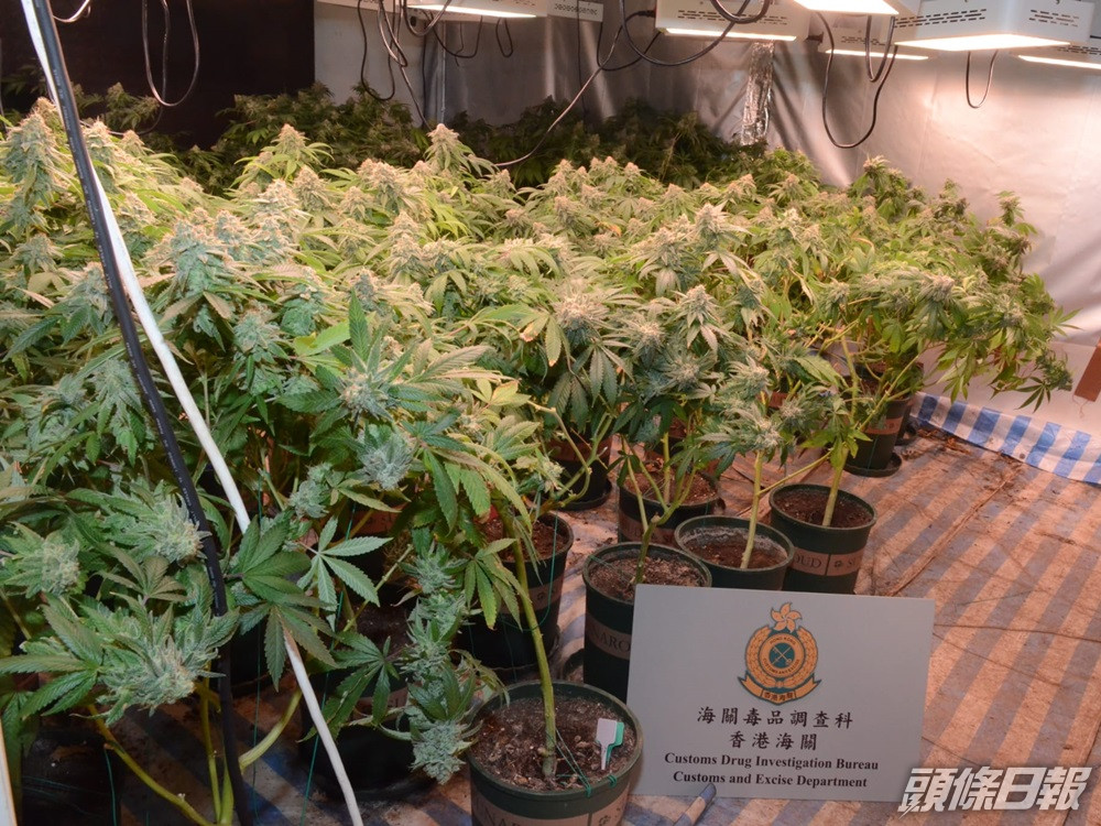 海關八鄉村屋搗大麻種植場檢逾380株大麻拘一漢 頭條日報