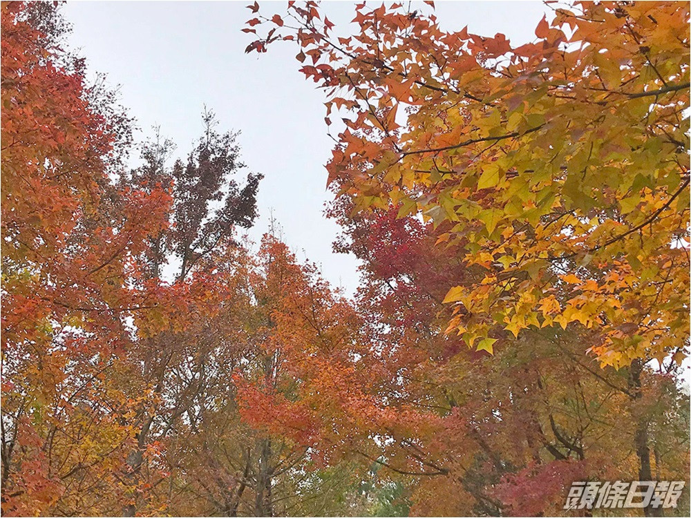 大棠紅葉未來一兩周 最紅 九巴聖誕特設專線方便市民 頭條日報