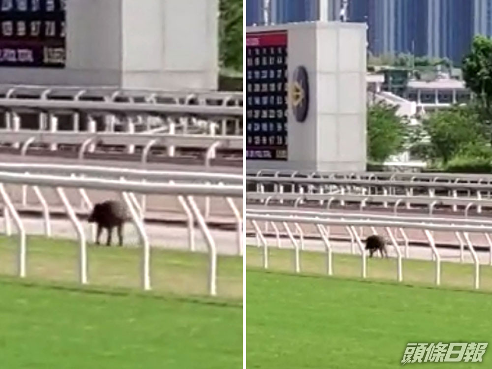 野豬突襲沙田馬場陪練馬師 晨操 頭條日報