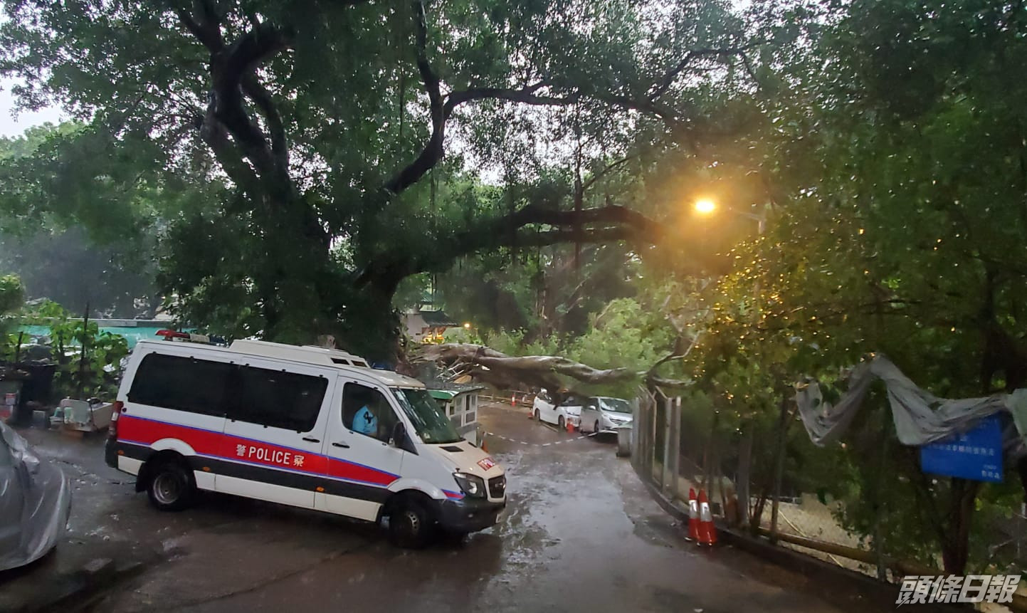 荃灣東林台塌樹壓毀兩輛私家車 頭條日報