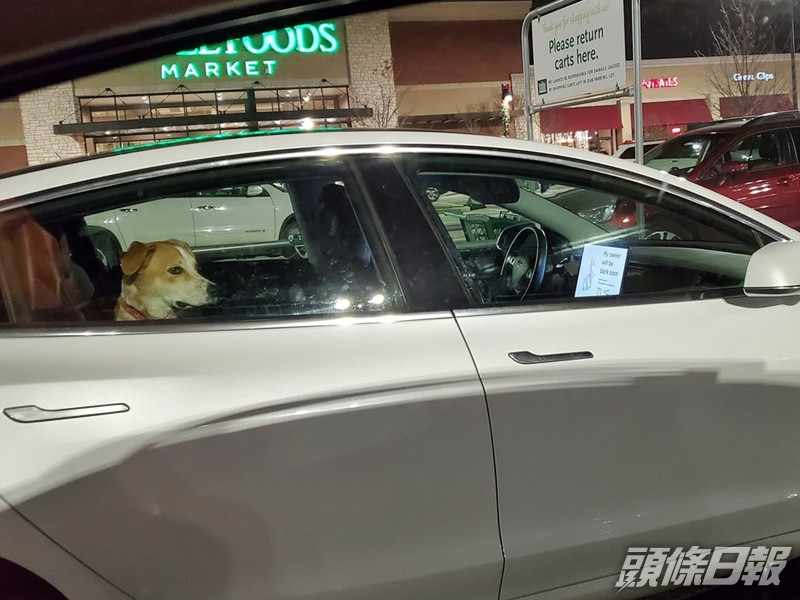 誤以為有犬隻被獨留車內熱心女走近查看才驚覺已開 狗狗模式 頭條日報