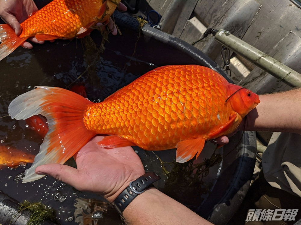 野外生長竟變巨型金魚影響生態明尼蘇達州籲飼主勿放生 頭條日報