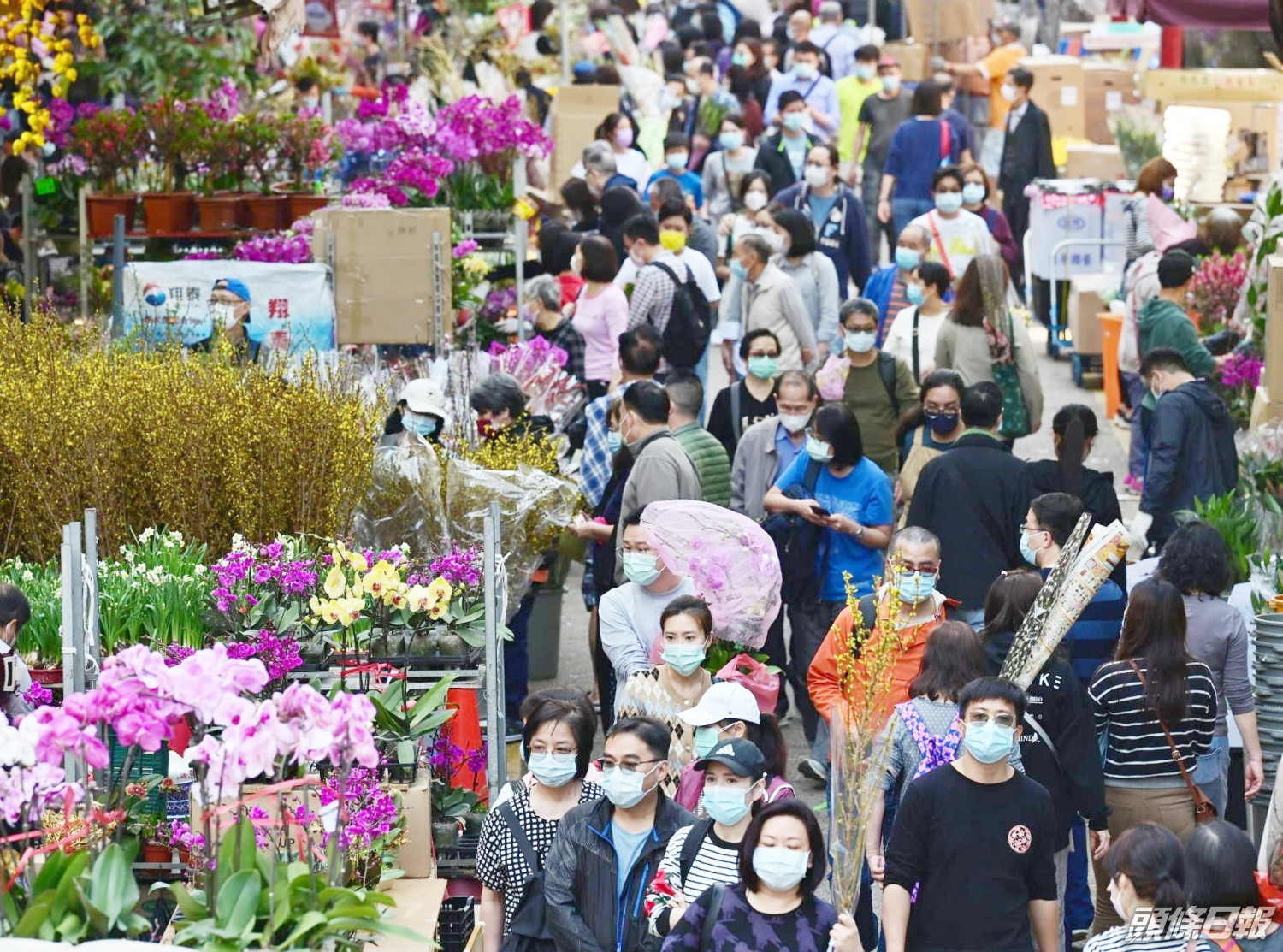 年宵花市場面冷清惟旺角花墟市民 迫爆 頭條日報