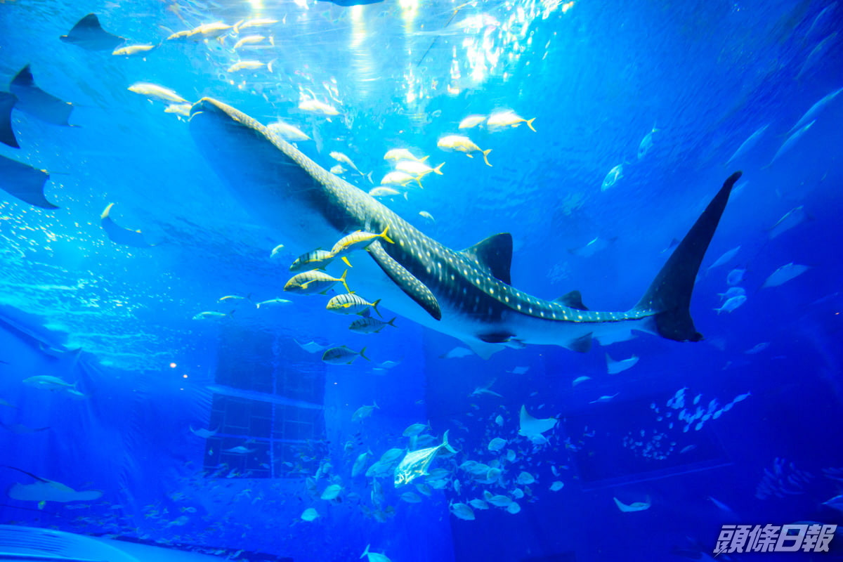 沖繩水族館最大雌性鯨鯊離世遺雄性鯨鯊獨游 頭條日報