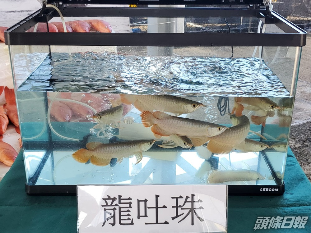 海關搗漁船走私案檢瀕危龍吐珠及東星斑等共值1萬 頭條日報