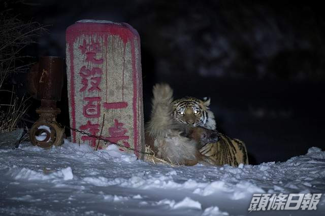 東北虎下山捕食家犬攝影師阻村民救狗捱轟 頭條日報