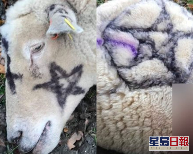 英國家公園動物連環被刺殺綿羊屍身留下撒旦教符號 國際 即時 星島日報