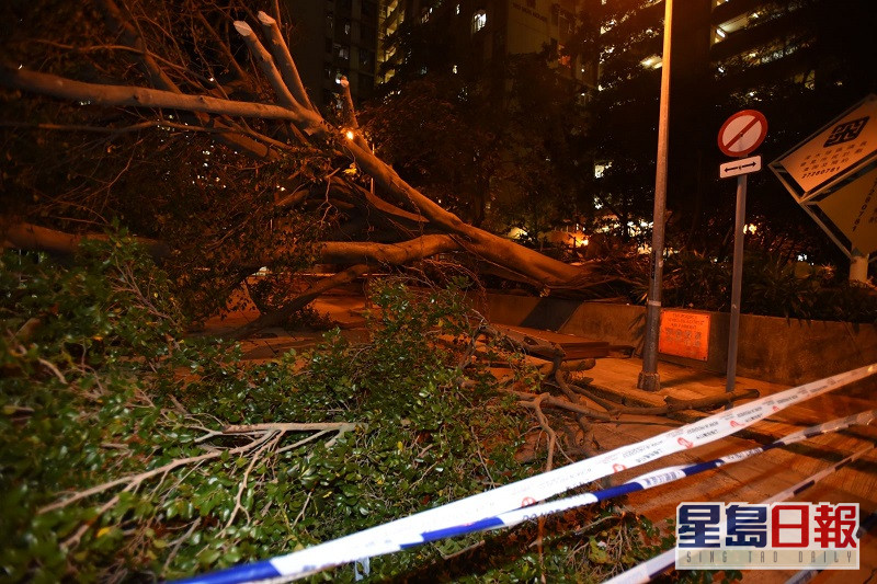 李鄭屋邨15米高大樹倒塌老翁遭樹枝擊中頭部送院 星島日報