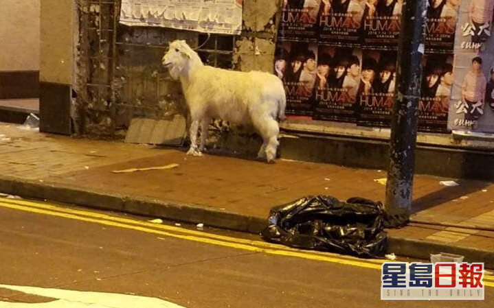 維港會 疑似山羊現身香港街頭掀熱議網民笑指 迷途羔羊 港聞 即時 星島日報