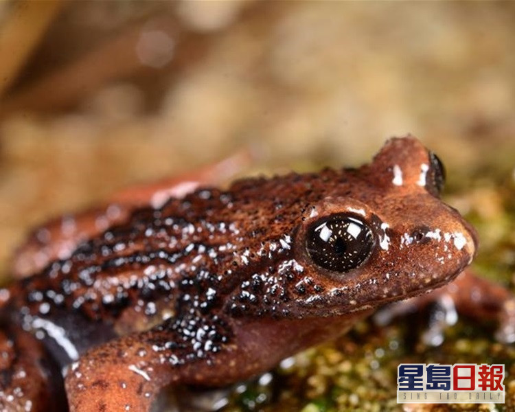 雲南高黎貢山發現兩棲動物新種 騰衝齒突蟾 星島日報