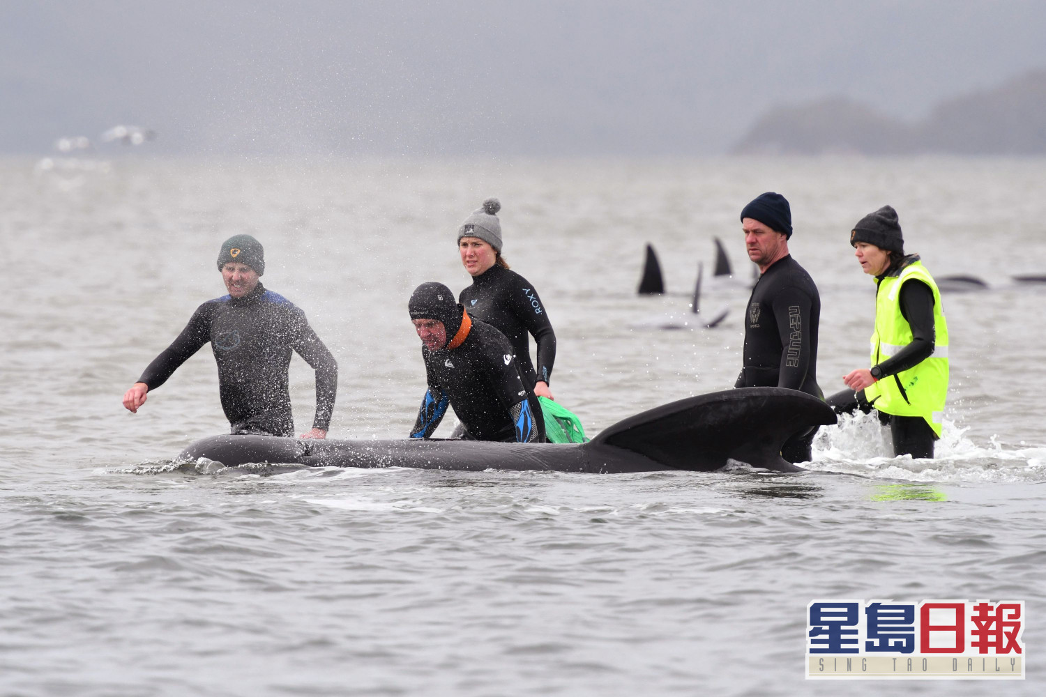 塔斯曼尼亞再有鯨魚擱淺共約470條澳洲史上最多 星島日報