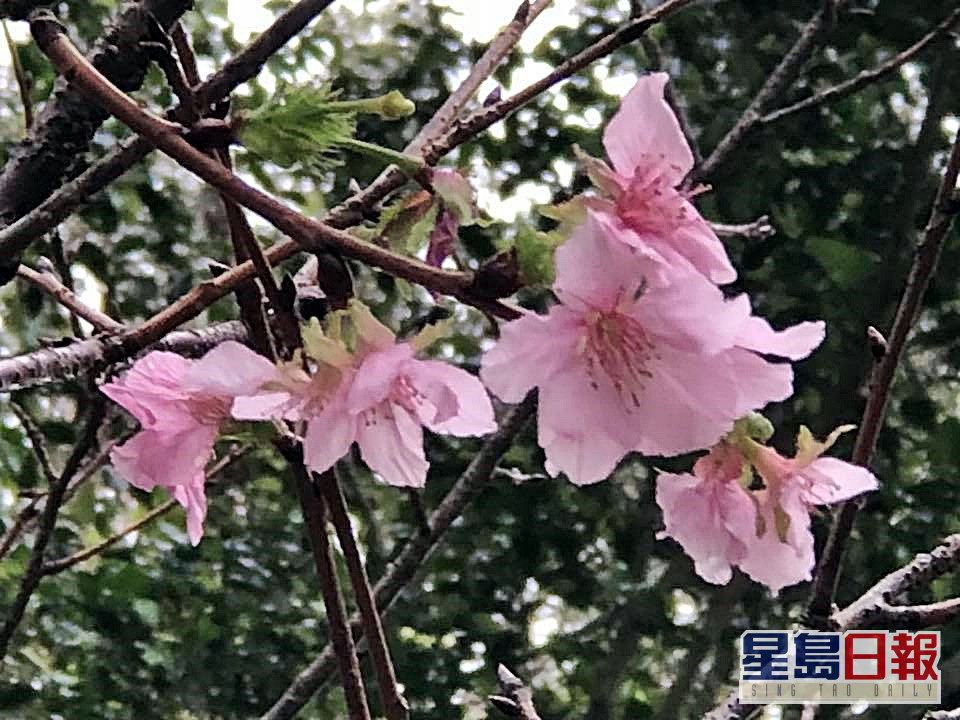 维港会 中大樱花反常10月再度开花 星岛日报