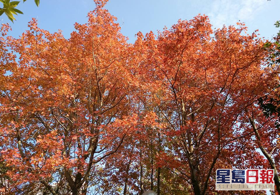 避大棠人龍將軍澳賞紅葉 星島日報