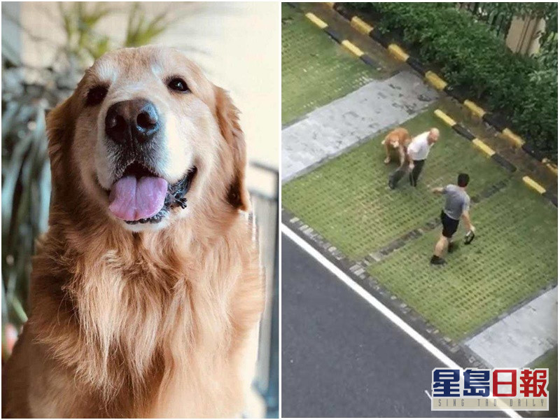 佛山男不满爱犬遭咬毙用3种工具打死金毛犬殴伤狗主 星岛日报