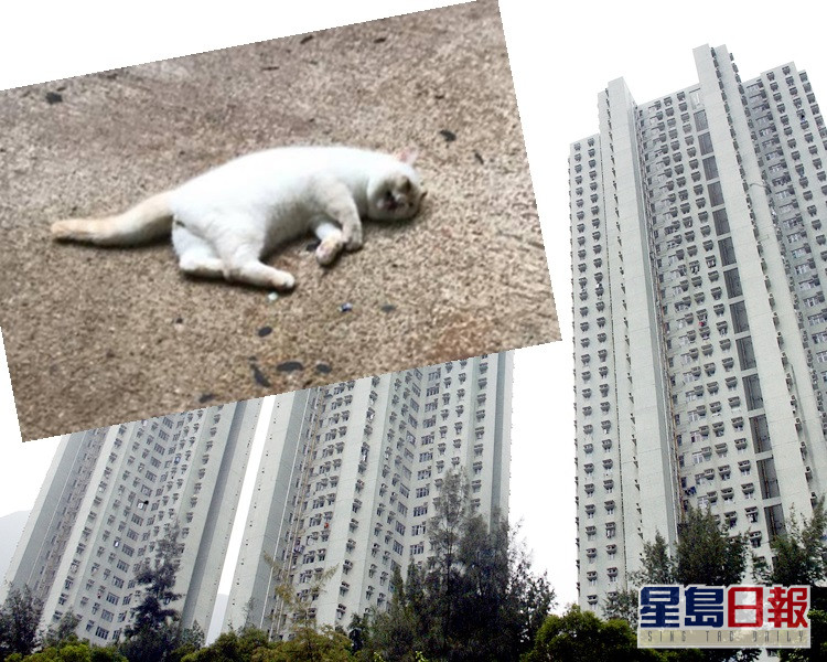 白猫马鞍山富宝花园堕毙热心网友吁帮手搵主人 星岛日报