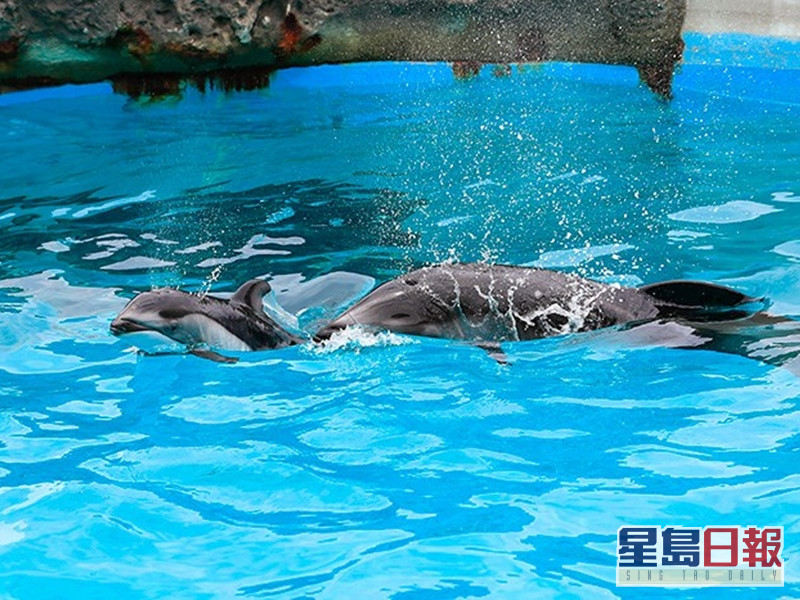 大西洋鎌海豚