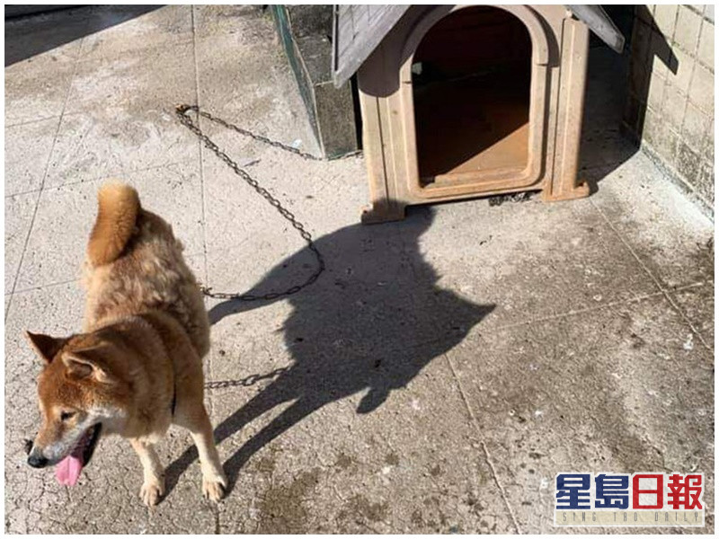 柴犬35度高溫被綁頂樓狗主遭罰1500元 星島日報