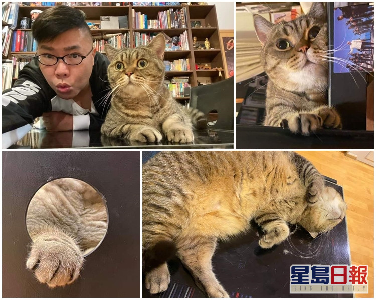 泰国进入紧急状态胡慧冲留家玩猫为乐 星岛日报