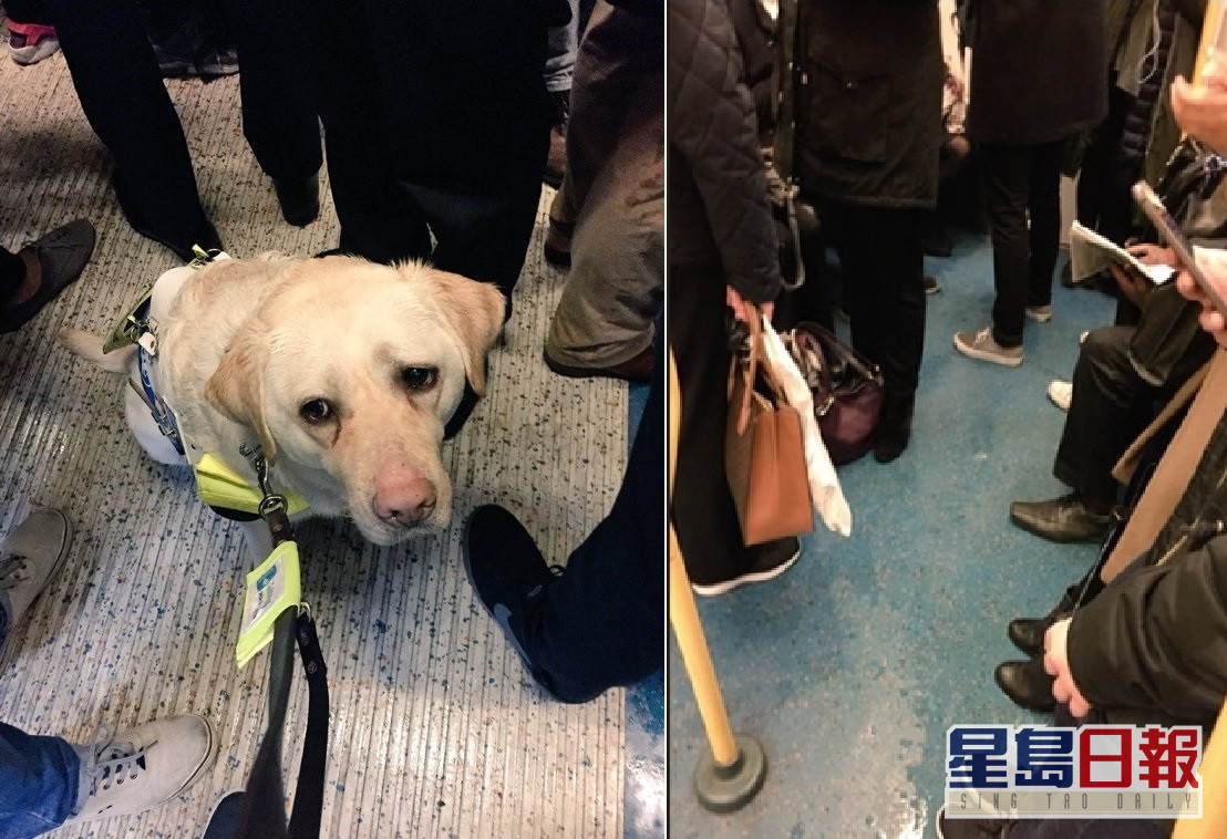 不忍导盲犬搭地铁狂跣脚失明汉求让座无人理落下男儿泪 星岛日报