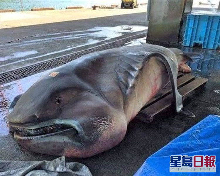 日媒闢謠瘋傳 地震魚 圖片實為深海魚巨口鯊舊照 星島日報