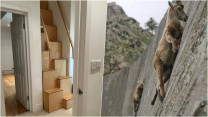 睇樓驚見「陡峭怪樓梯」 英女：難道我是山羊嗎?