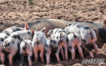 研究發現哺乳類動物可「肛門呼吸」 或有助肺病患者維持氧氣供應