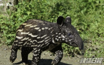 台北動物園迎來BB馬來貘 跳跳紮萌爆全場