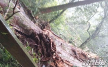 連日大雨 台灣千年紅檜神木倒塌