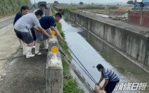 月黑風高豬仔大逃亡 衝得太快失足墮溝