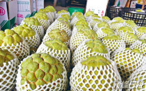 內地禁台釋迦蓮霧 指發現介殼害蟲