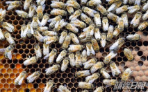荷蘭科學家成功訓練蜜蜂 以嗅覺辨別新冠病毒