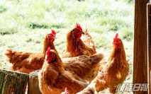 越南廣治省爆高致病性H5N8禽流感 禽類產品暫停輸港