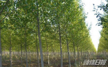 中國環境資源1130|料年度虧損按年減少
