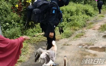 泰國士兵全副武裝巡邏 途經村莊遭鵝窮追不捨攻擊