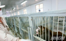 各國爭相研發疫苗 實驗猴身價升四倍