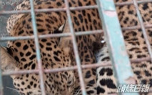 美洲豹闖印度女子宿舍困梳化底 東主以為係塊布嚇親