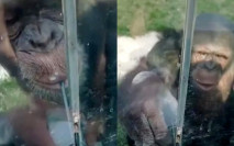 山東動物園黑猩猩識手語 自備飲管向遊客索飲料