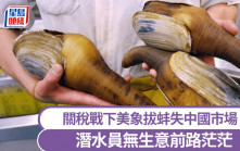 關稅戰｜象拔蚌成中美貿易戰犧牲品 捕撈量減半