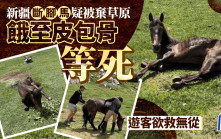 新疆斷腳馬疑慘被棄古道  餓至皮包骨等死
