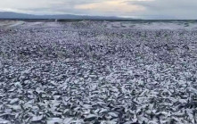 日本北海道海岸現大量魚屍體 「魚浪」蔓延1公里原因不明