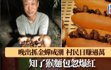 捉蟲特攻｜內地「金蟬獵人」日賺過萬  「知了猴」麵包賣¥22/個